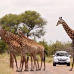 Un grupo de jirafas atravesando un camino en el Parque Nacional Krüger.